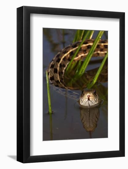 Checkered Garter Snake (Thamnophis Marcianus) Laredo Borderlands, Texas, USA. April-Claudio Contreras-Framed Photographic Print