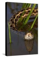 Checkered Garter Snake (Thamnophis Marcianus) Laredo Borderlands, Texas, USA. April-Claudio Contreras-Stretched Canvas