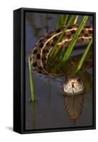 Checkered Garter Snake (Thamnophis Marcianus) Laredo Borderlands, Texas, USA. April-Claudio Contreras-Framed Stretched Canvas