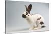 Checkered Giant Rabbit-Lynn M^ Stone-Stretched Canvas