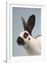 Checkered Giant Rabbit-Lynn M^ Stone-Framed Photographic Print