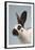 Checkered Giant Rabbit-Lynn M^ Stone-Framed Photographic Print