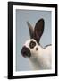 Checkered Giant Rabbit-Lynn M^ Stone-Framed Photographic Print