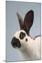 Checkered Giant Rabbit-Lynn M^ Stone-Mounted Photographic Print