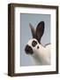 Checkered Giant Rabbit-Lynn M^ Stone-Framed Photographic Print