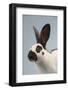 Checkered Giant Rabbit-Lynn M^ Stone-Framed Photographic Print