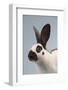 Checkered Giant Rabbit-Lynn M^ Stone-Framed Photographic Print