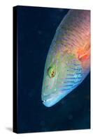 Cheek-Lined Wrasse (Oxycheilinus Digramma), Matangi Island, Vanua Levu, Fiji, Pacific-Louise Murray-Stretched Canvas