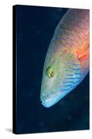 Cheek-Lined Wrasse (Oxycheilinus Digramma), Matangi Island, Vanua Levu, Fiji, Pacific-Louise Murray-Stretched Canvas