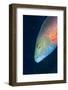 Cheek-Lined Wrasse (Oxycheilinus Digramma), Matangi Island, Vanua Levu, Fiji, Pacific-Louise Murray-Framed Photographic Print