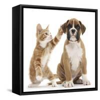 Cheeky Ginger Kitten, Ollie, 10 Weeks, Reaching Up and Batting the Ear of Boxer Puppy-Mark Taylor-Framed Stretched Canvas