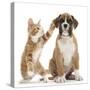 Cheeky Ginger Kitten, Ollie, 10 Weeks, Reaching Up and Batting the Ear of Boxer Puppy-Mark Taylor-Stretched Canvas