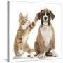Cheeky Ginger Kitten, Ollie, 10 Weeks, Reaching Up and Batting the Ear of Boxer Puppy-Mark Taylor-Stretched Canvas