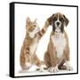 Cheeky Ginger Kitten, Ollie, 10 Weeks, Reaching Up and Batting the Ear of Boxer Puppy-Mark Taylor-Framed Stretched Canvas