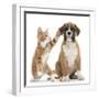 Cheeky Ginger Kitten, Ollie, 10 Weeks, Reaching Up and Batting the Ear of Boxer Puppy-Mark Taylor-Framed Premium Photographic Print