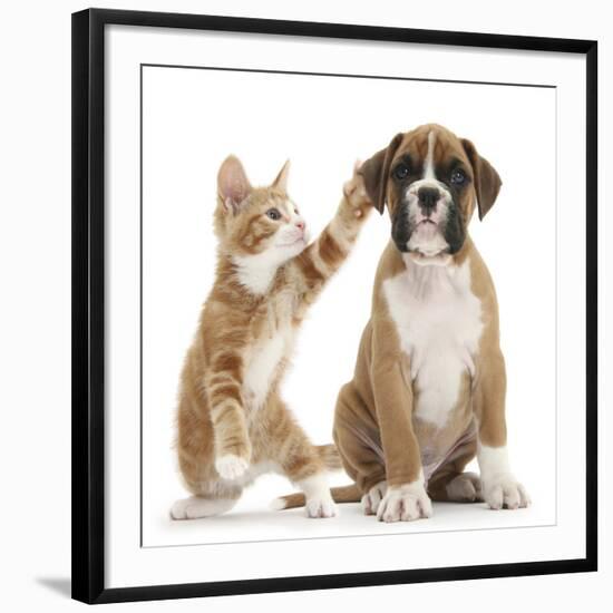 Cheeky Ginger Kitten, Ollie, 10 Weeks, Reaching Up and Batting the Ear of Boxer Puppy-Mark Taylor-Framed Photographic Print