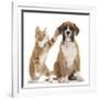 Cheeky Ginger Kitten, Ollie, 10 Weeks, Reaching Up and Batting the Ear of Boxer Puppy-Mark Taylor-Framed Photographic Print