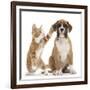 Cheeky Ginger Kitten, Ollie, 10 Weeks, Reaching Up and Batting the Ear of Boxer Puppy-Mark Taylor-Framed Photographic Print