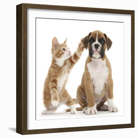 Cheeky Ginger Kitten, Ollie, 10 Weeks, Reaching Up and Batting the Ear of Boxer Puppy-Mark Taylor-Framed Photographic Print