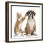 Cheeky Ginger Kitten, Ollie, 10 Weeks, Reaching Up and Batting the Ear of Boxer Puppy-Mark Taylor-Framed Photographic Print