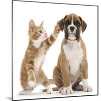 Cheeky Ginger Kitten, Ollie, 10 Weeks, Reaching Up and Batting the Ear of Boxer Puppy-Mark Taylor-Mounted Photographic Print
