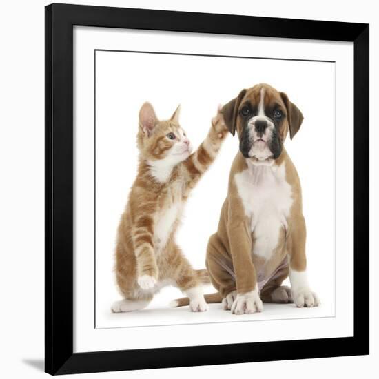 Cheeky Ginger Kitten, Ollie, 10 Weeks, Reaching Up and Batting the Ear of Boxer Puppy-Mark Taylor-Framed Giclee Print