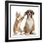 Cheeky Ginger Kitten, Ollie, 10 Weeks, Reaching Up and Batting the Ear of Boxer Puppy-Mark Taylor-Framed Giclee Print