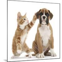 Cheeky Ginger Kitten, Ollie, 10 Weeks, Reaching Up and Batting the Ear of Boxer Puppy-Mark Taylor-Mounted Giclee Print