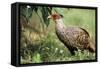Cheer Pheasant-null-Framed Stretched Canvas