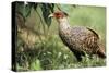 Cheer Pheasant-null-Stretched Canvas