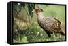 Cheer Pheasant-null-Framed Stretched Canvas