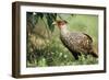 Cheer Pheasant-null-Framed Photographic Print