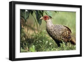 Cheer Pheasant-null-Framed Photographic Print