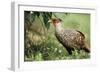 Cheer Pheasant-null-Framed Photographic Print