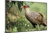Cheer Pheasant-null-Mounted Photographic Print