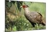 Cheer Pheasant-null-Mounted Photographic Print