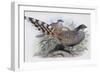 Cheer-John Gould-Framed Giclee Print