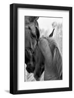 Cheers n’ Foal-Barry Hart-Framed Art Print