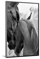 Cheers n’ Foal-Barry Hart-Mounted Art Print