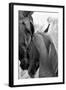 Cheers n’ Foal-Barry Hart-Framed Art Print