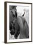 Cheers n’ Foal-Barry Hart-Framed Art Print