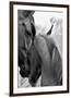 Cheers n’ Foal-Barry Hart-Framed Giclee Print