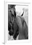 Cheers n’ Foal-Barry Hart-Framed Giclee Print