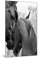 Cheers n’ Foal-Barry Hart-Mounted Giclee Print