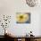 Cheese and Olives, Istria, Croatia-Russell Young-Photographic Print displayed on a wall