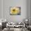 Cheese and Olives, Istria, Croatia-Russell Young-Photographic Print displayed on a wall