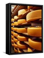 Cheese at Heidi Farm,Tasmania, Australia-John Hay-Framed Stretched Canvas