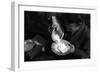 Cheese Dish-null-Framed Photographic Print