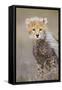 Cheetah 10-12 Week Old Cub-null-Framed Stretched Canvas