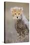 Cheetah 10-12 Week Old Cub-null-Stretched Canvas